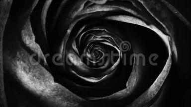 抽象黑色柔软的玫瑰花瓣，旋转的花朵，无缝的环.. 罗丝布德旋转的俯视图催眠。